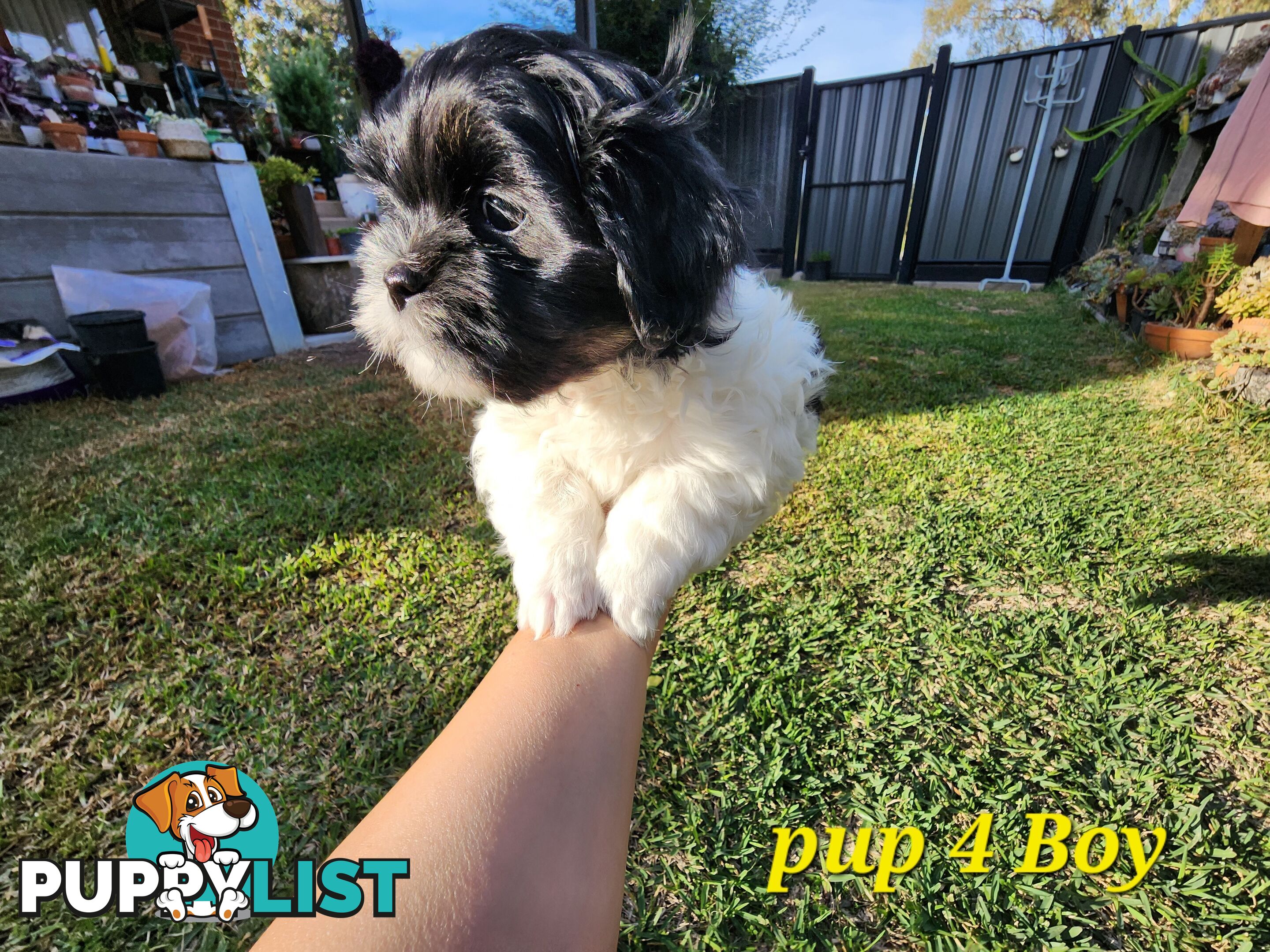 Adorable Maltese Shihtzu puppies