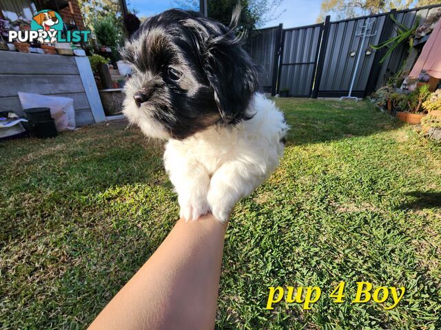 Adorable Maltese Shihtzu puppies
