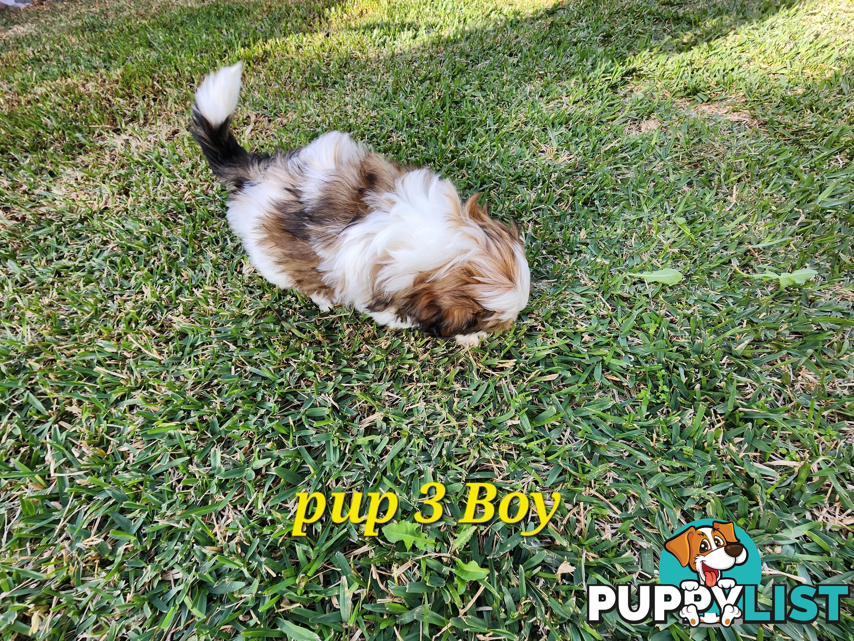 Adorable Maltese Shihtzu puppies