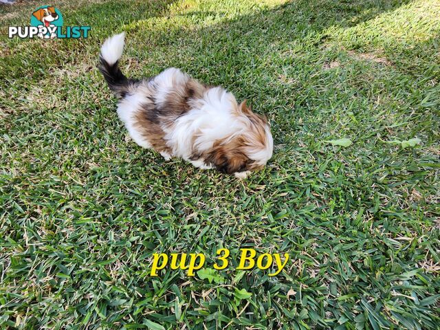 Adorable Maltese Shihtzu puppies