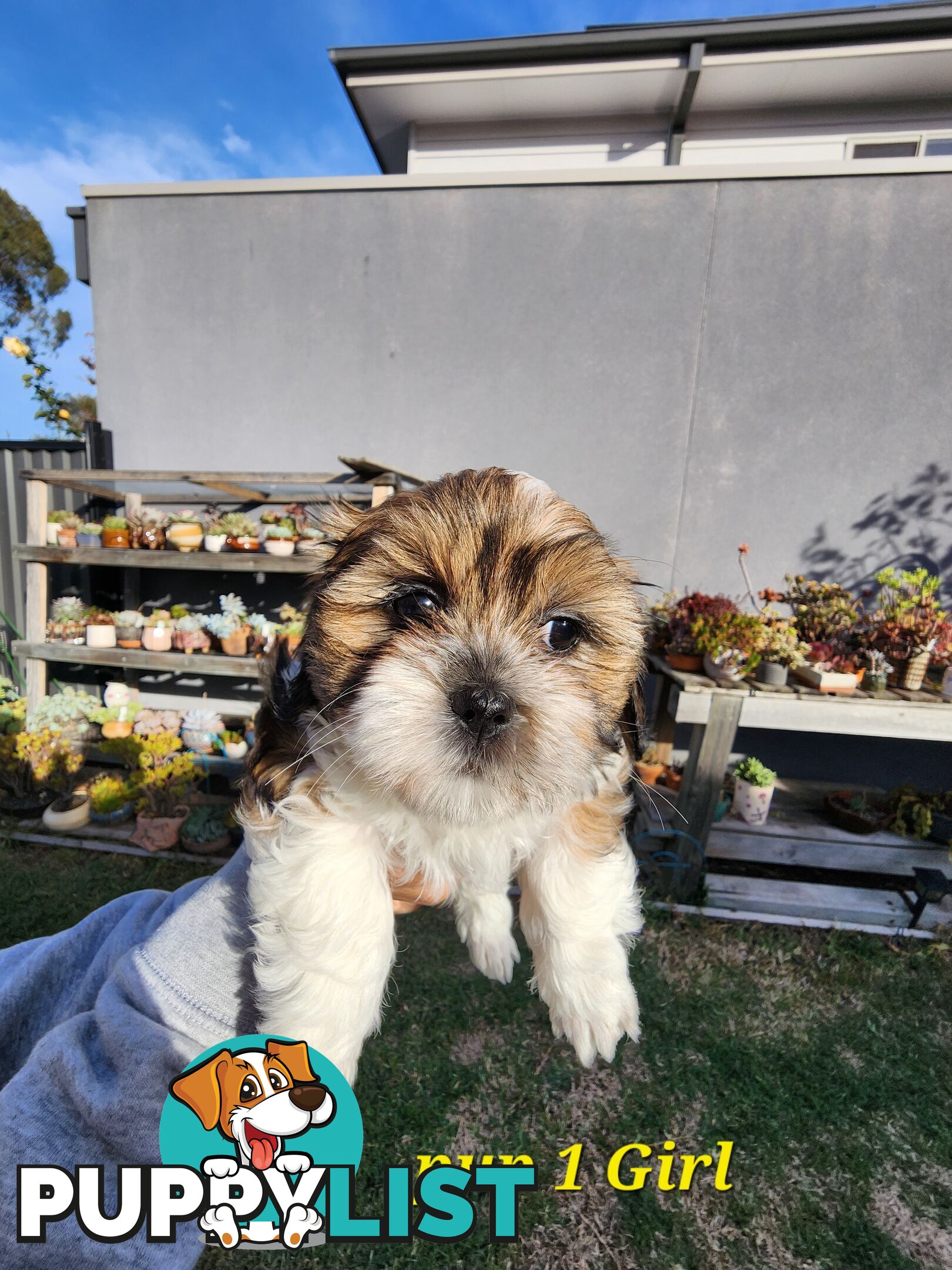 Adorable Maltese Shihtzu puppies