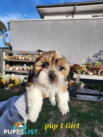 Adorable Maltese Shihtzu puppies