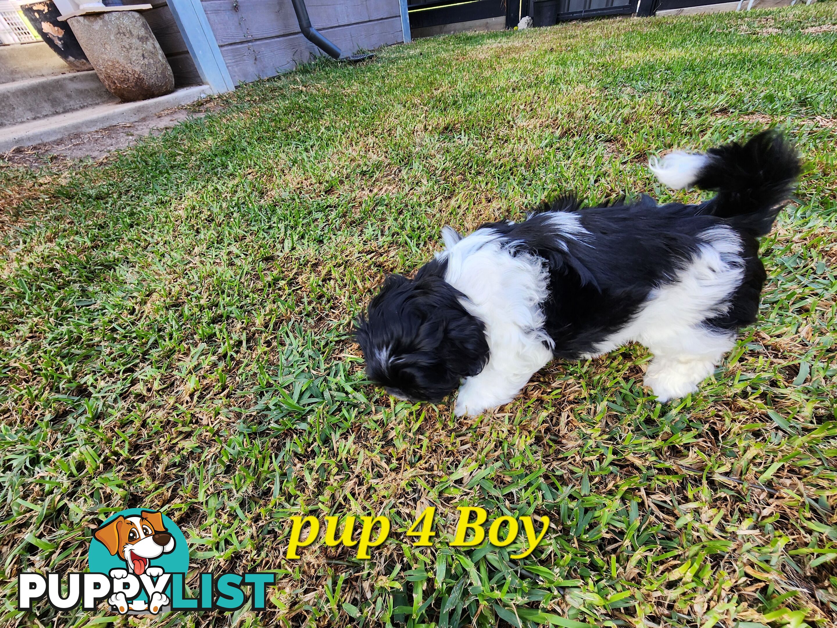 Adorable Maltese Shihtzu puppies
