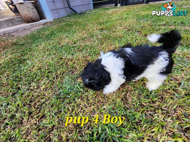 Adorable Maltese Shihtzu puppies