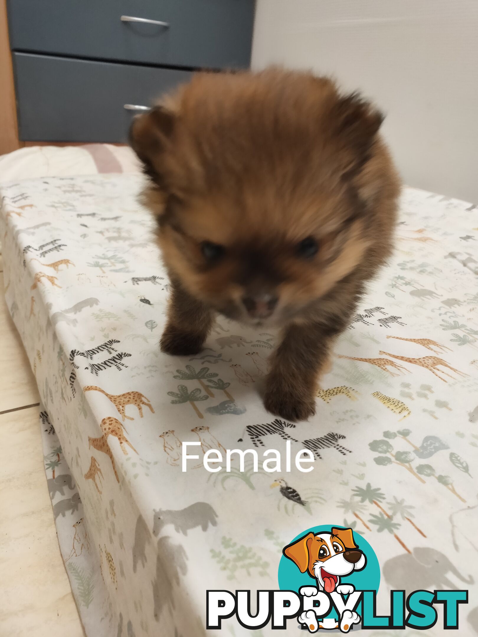 Pomeranian Pure Bred