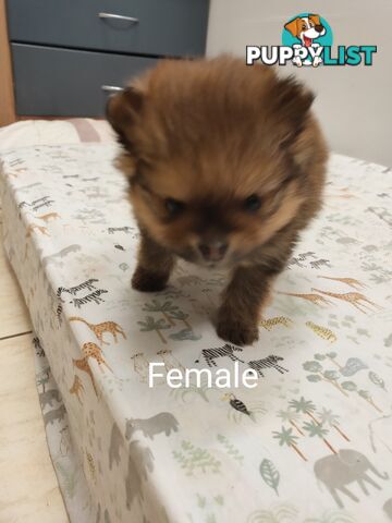 Pomeranian Pure Bred