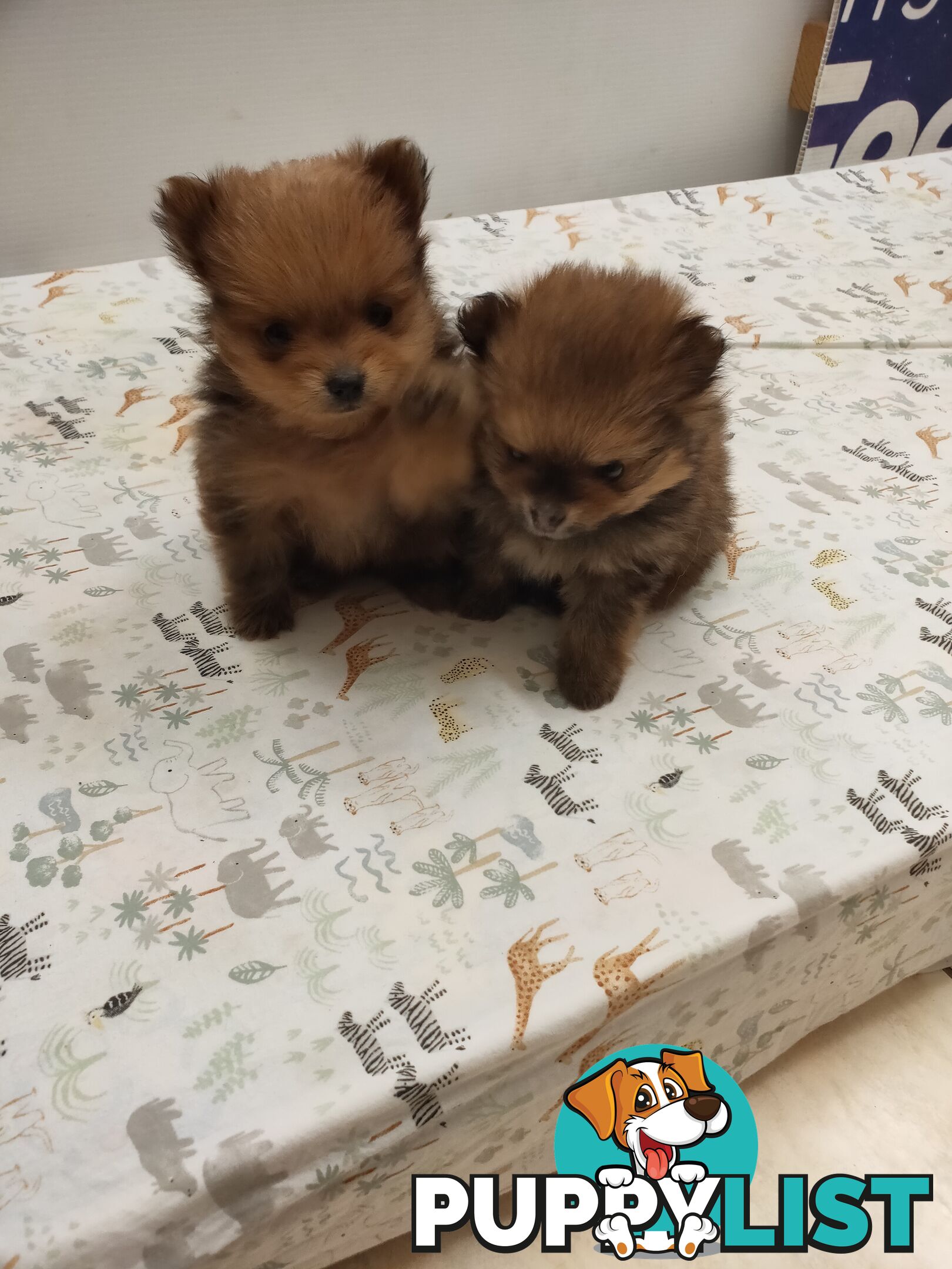 Pomeranian Pure Bred