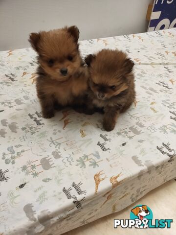 Pomeranian Pure Bred