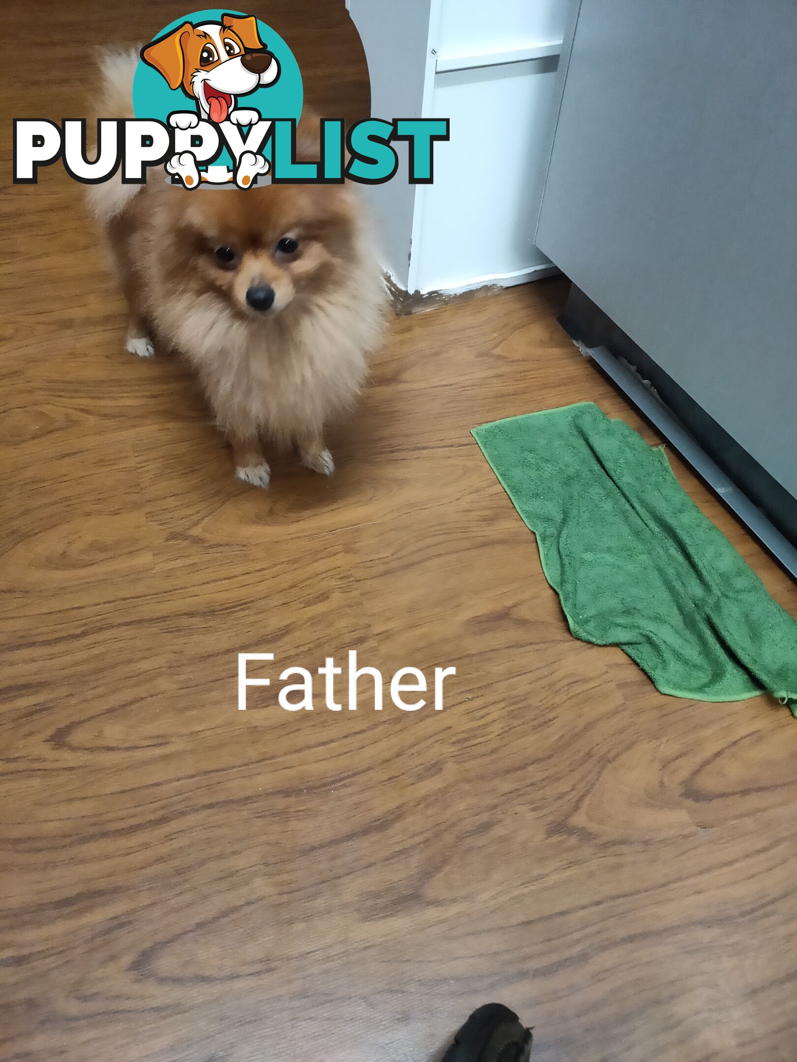 Pomeranian Pure Bred