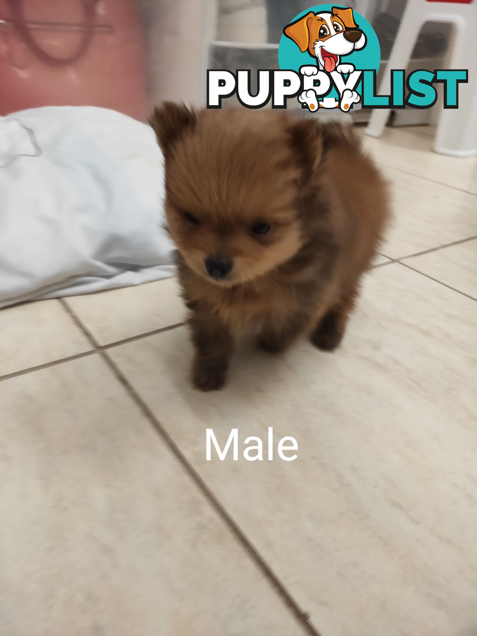 Pomeranian Pure Bred
