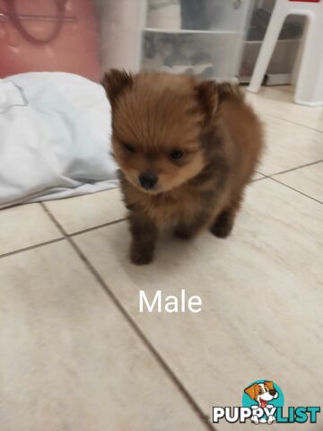 Pomeranian Pure Bred