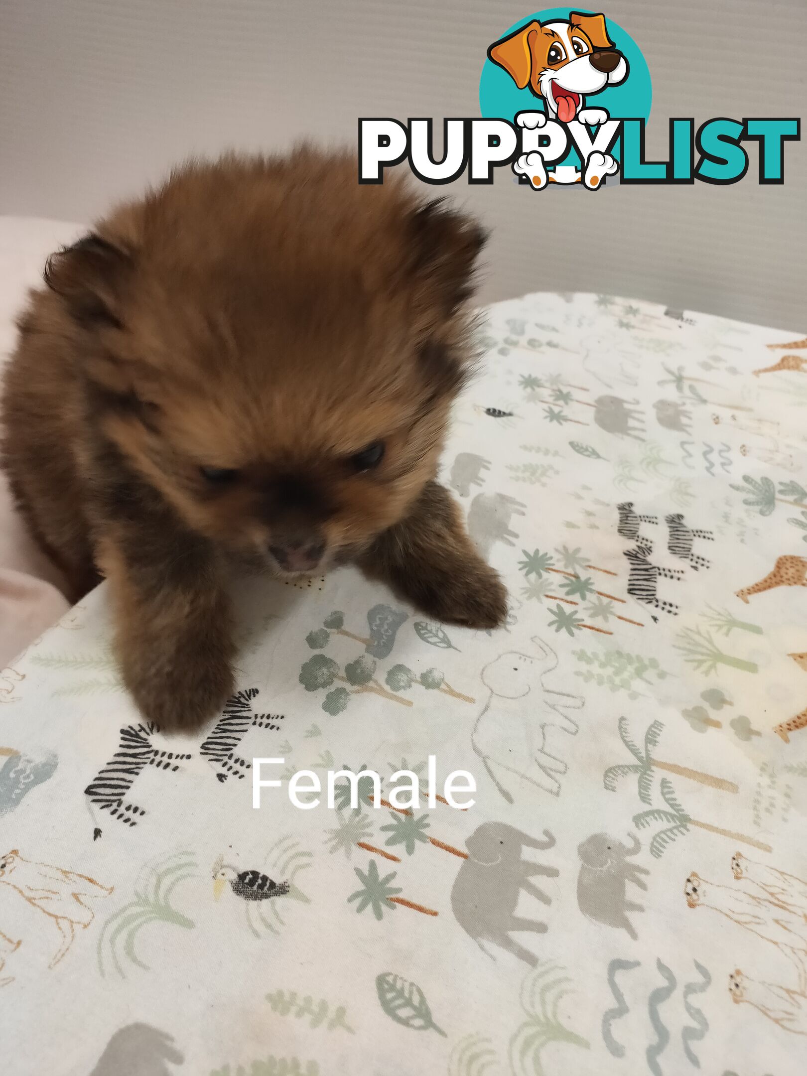 Pomeranian Pure Bred