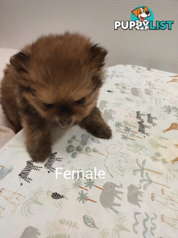Pomeranian Pure Bred