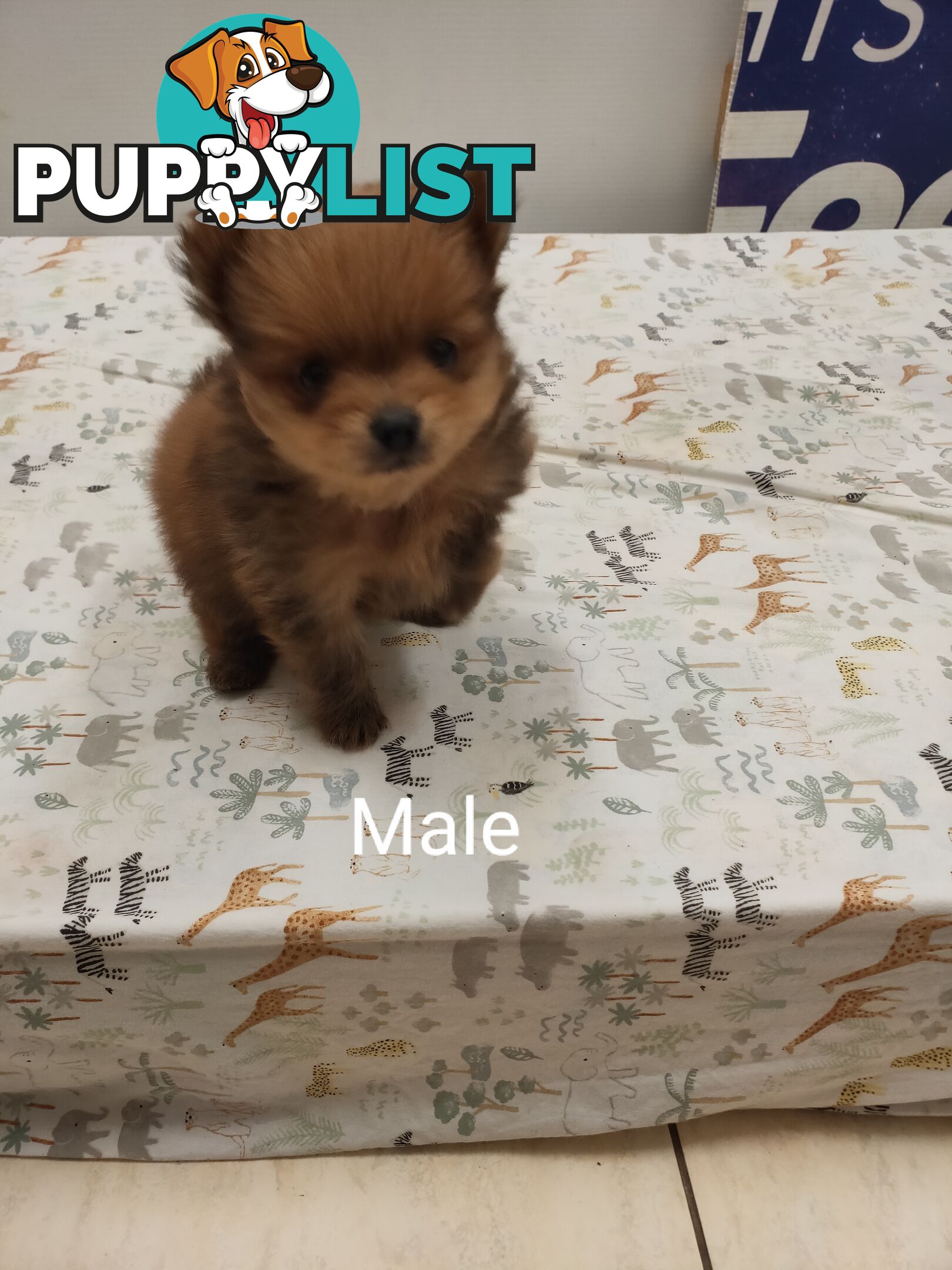Pomeranian Pure Bred