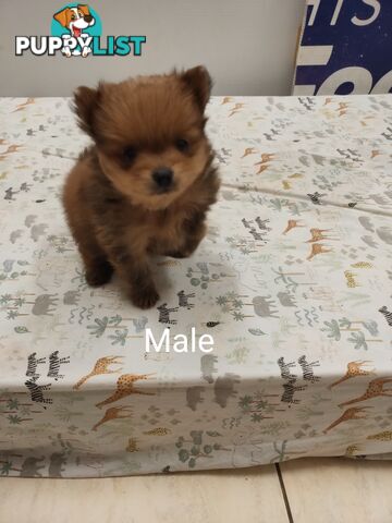 Pomeranian Pure Bred