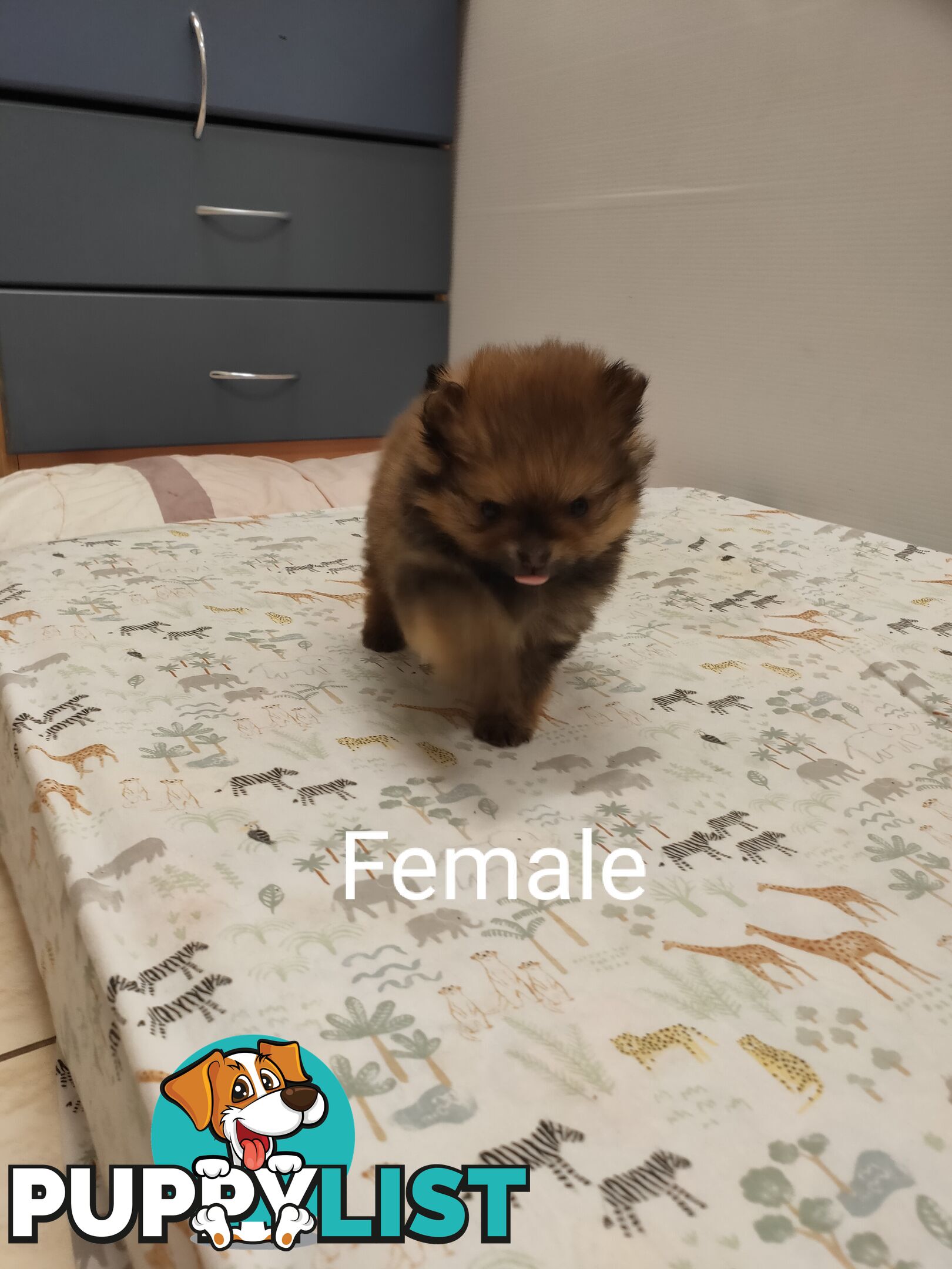 Pomeranian Pure Bred