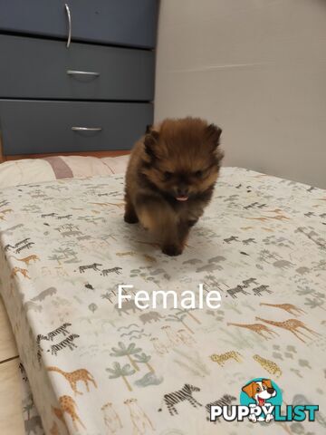 Pomeranian Pure Bred