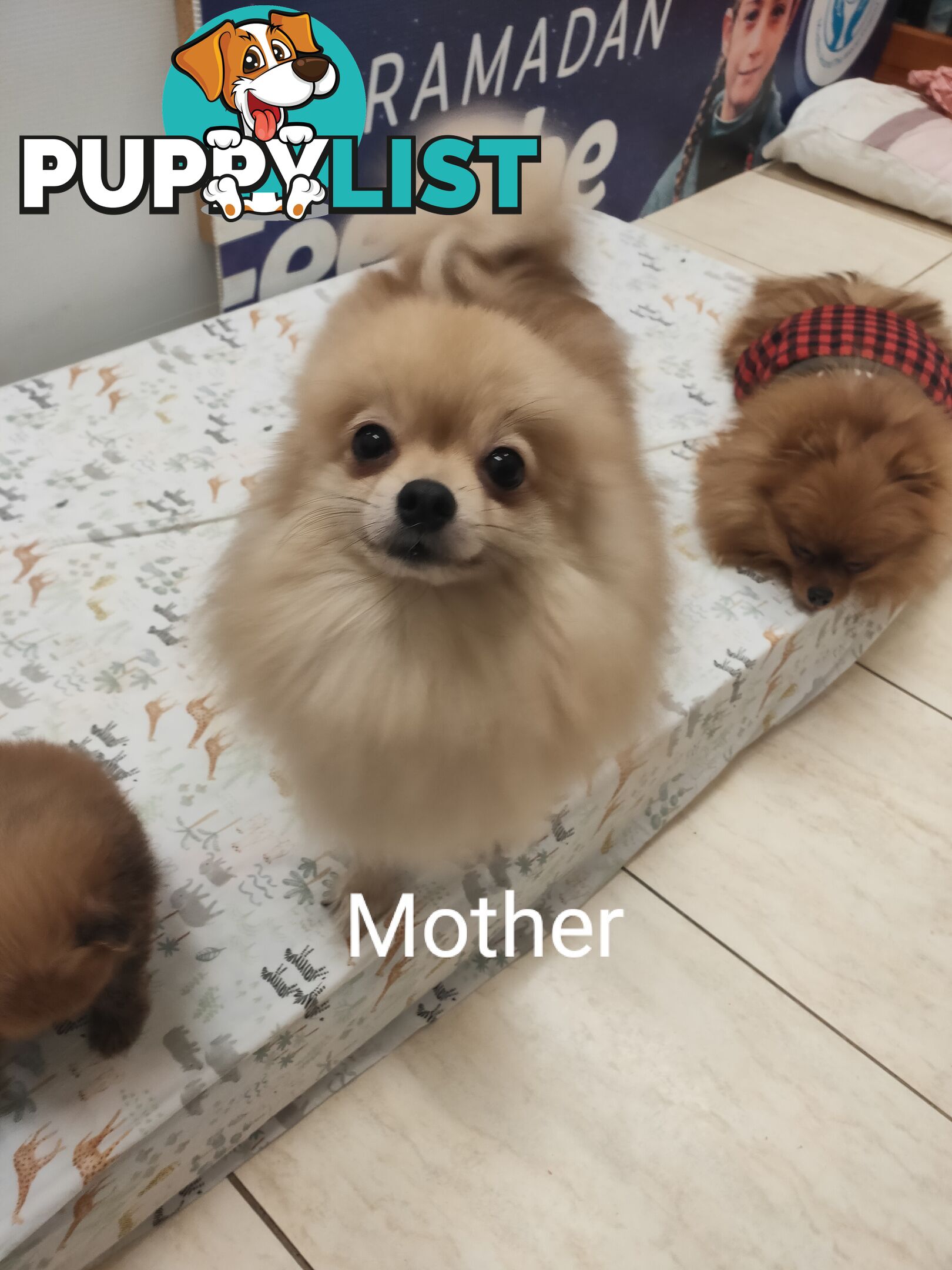 Pomeranian Pure Bred