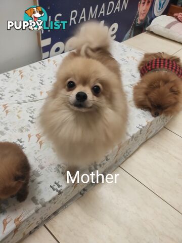 Pomeranian Pure Bred