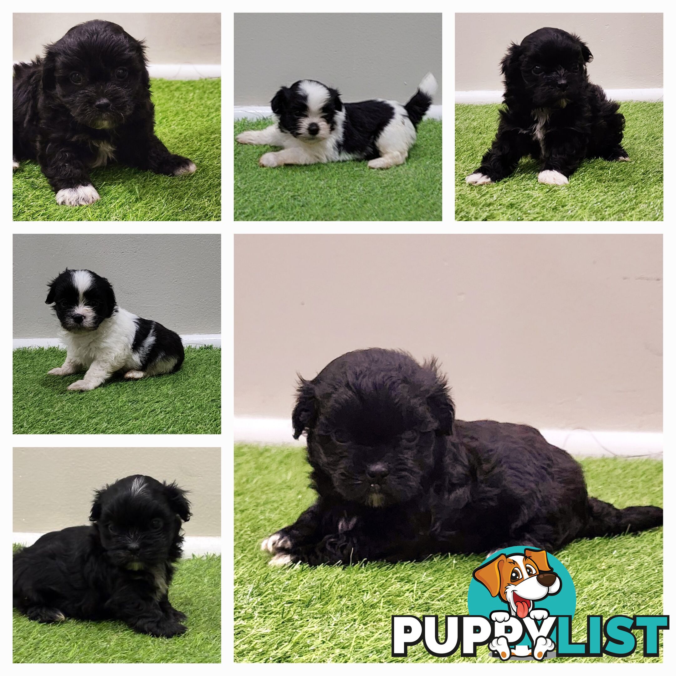 Maltese x Shih Tzu Puppies