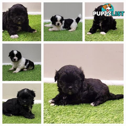 Maltese x Shih Tzu Puppies