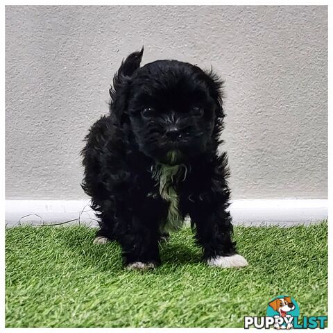 Maltese x Shih Tzu Puppies