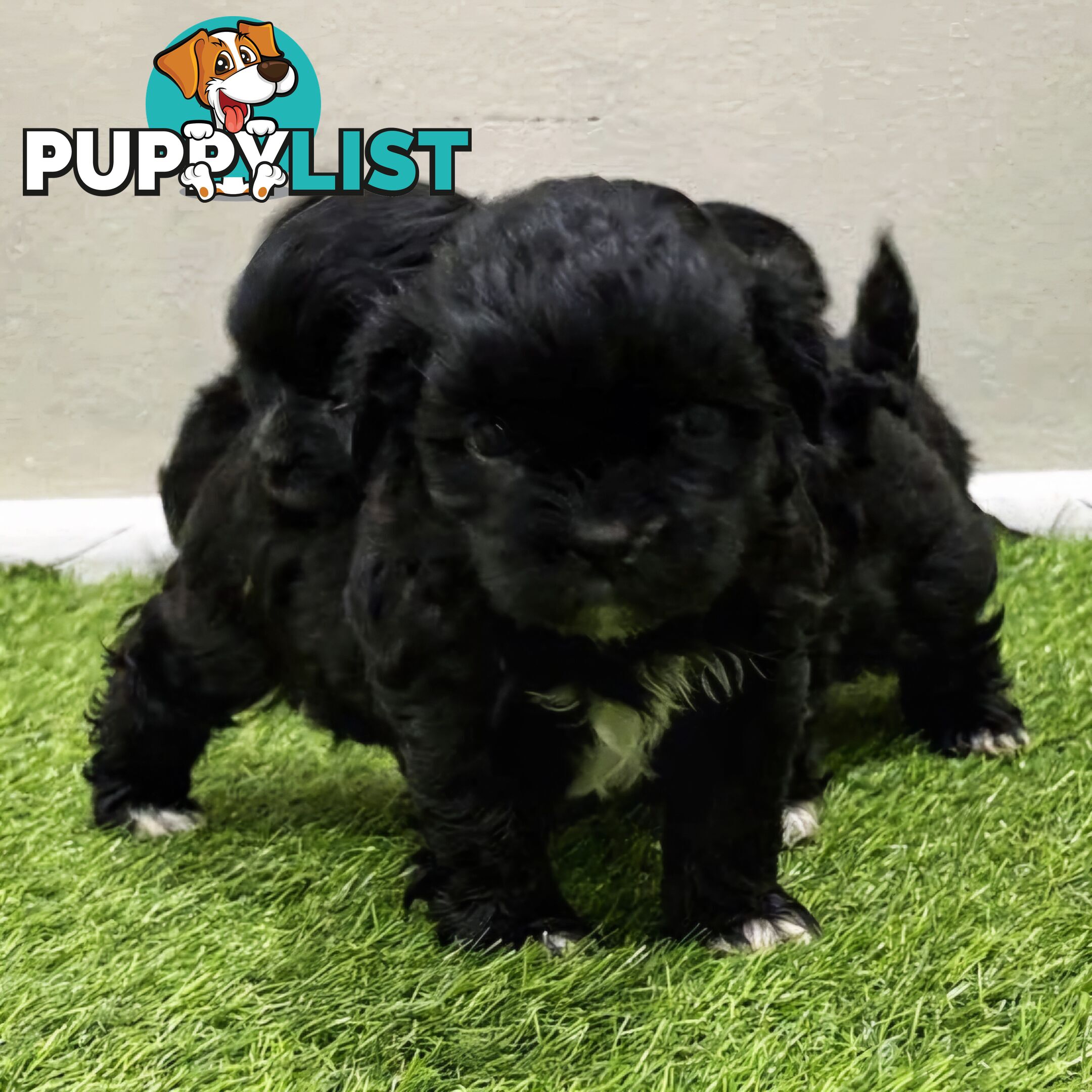 Maltese x Shih Tzu Puppies