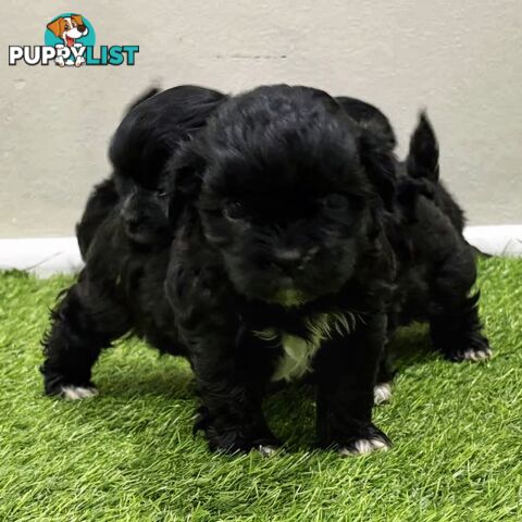 Maltese x Shih Tzu Puppies