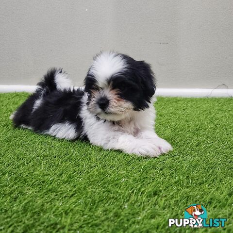 Maltese Shih Tzu Puppies