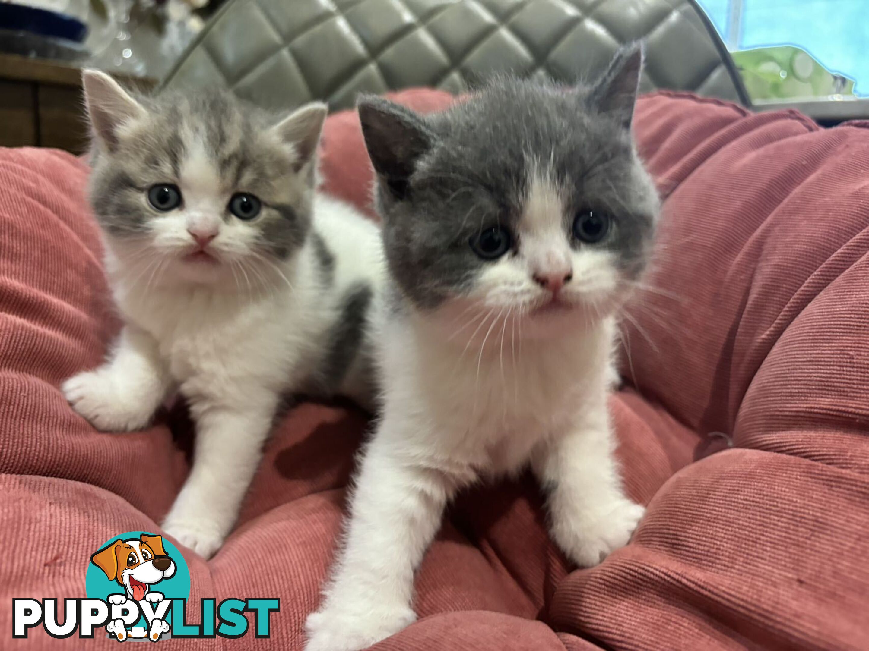 4 purebred British Shorthair kittens ready to go home