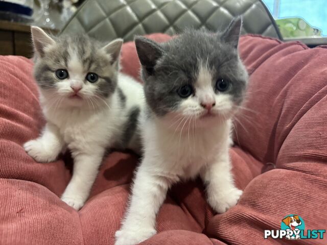 4 purebred British Shorthair kittens ready to go home