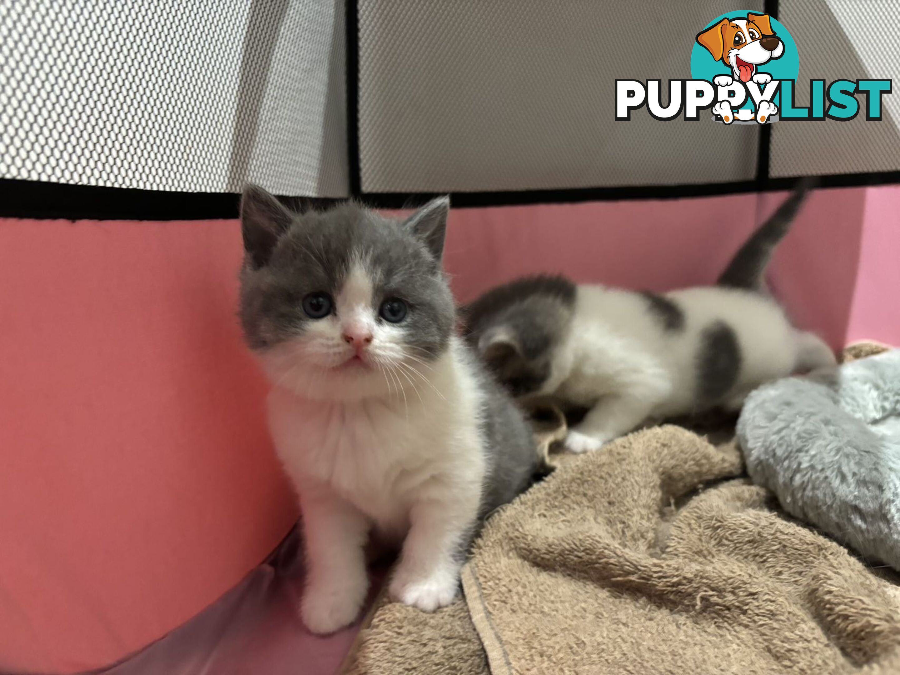 4 purebred British Shorthair kittens ready to go home