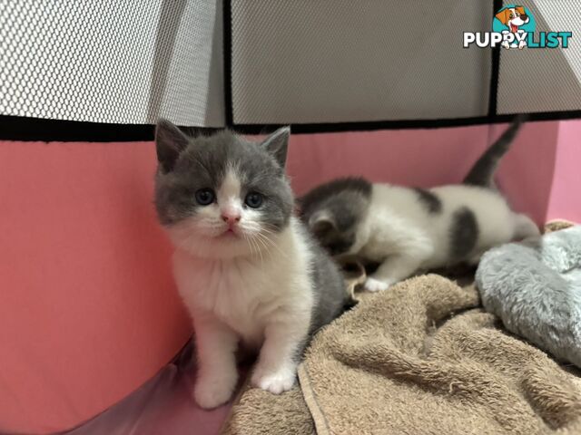 4 purebred British Shorthair kittens ready to go home