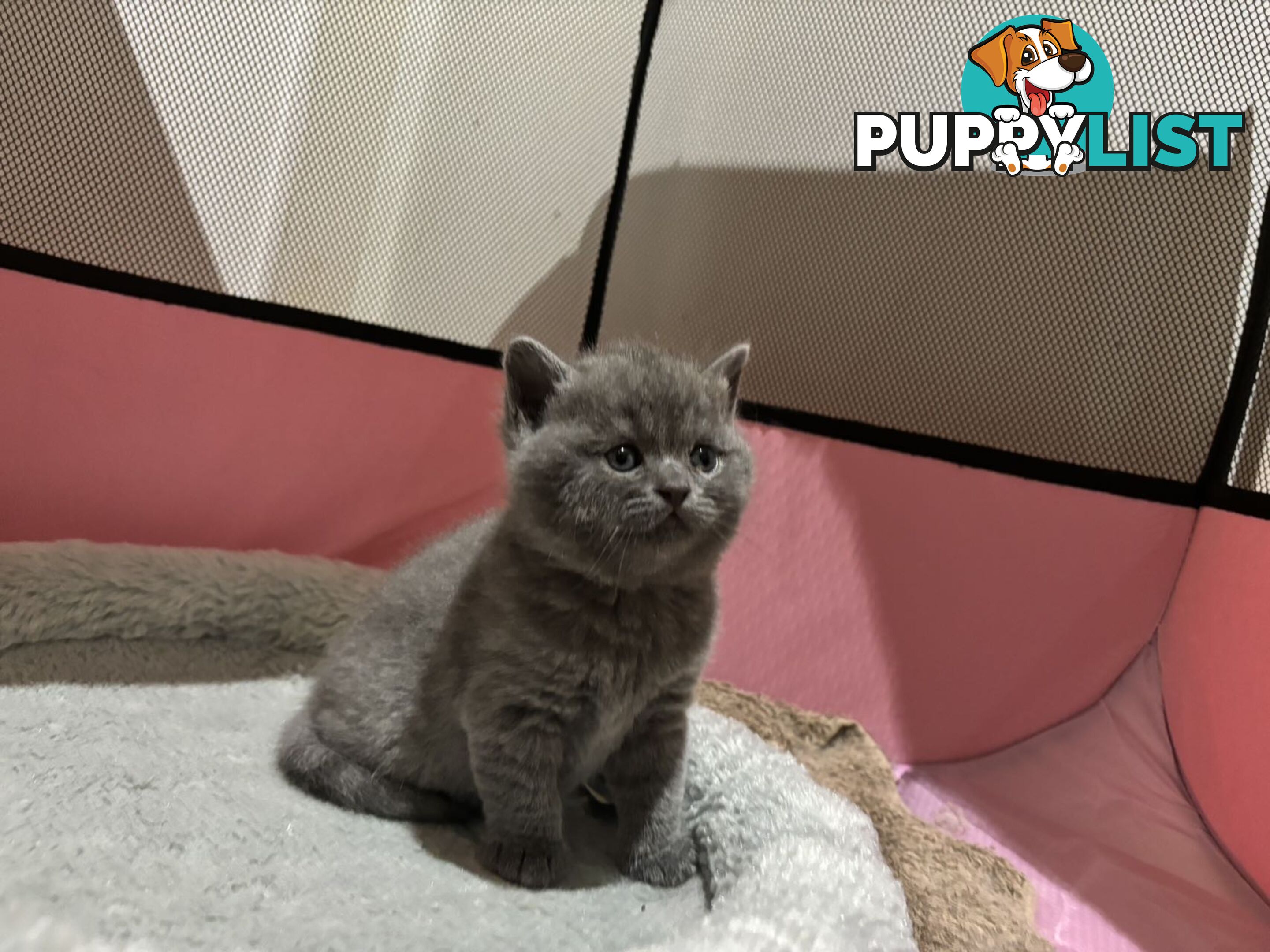 4 purebred British Shorthair kittens ready to go home