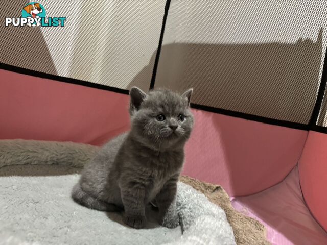 4 purebred British Shorthair kittens ready to go home