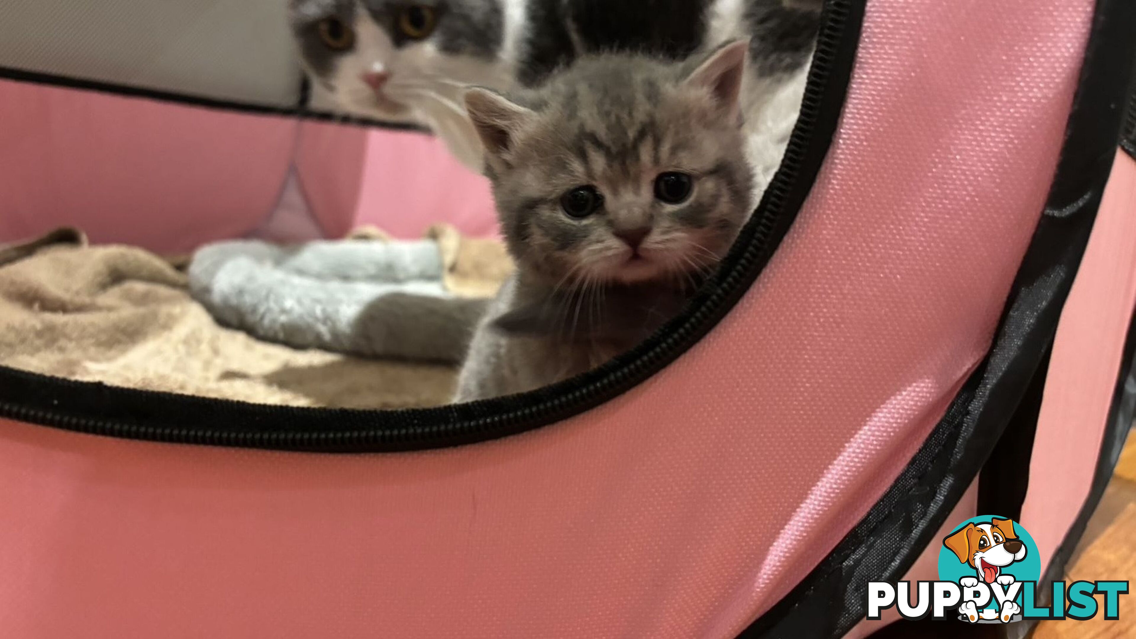 4 purebred British Shorthair kittens ready to go home