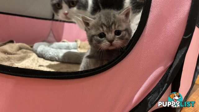 4 purebred British Shorthair kittens ready to go home