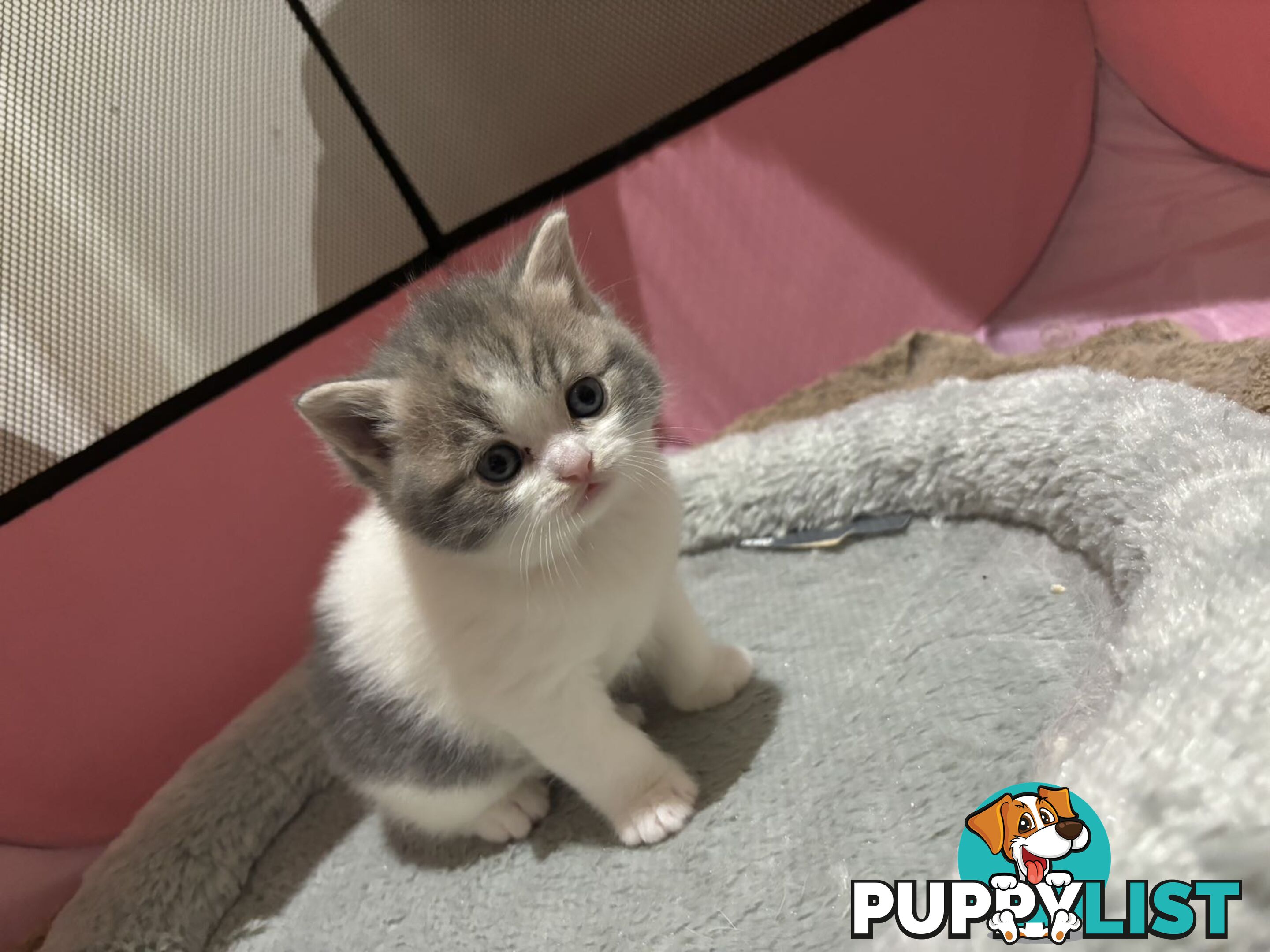 4 purebred British Shorthair kittens ready to go home