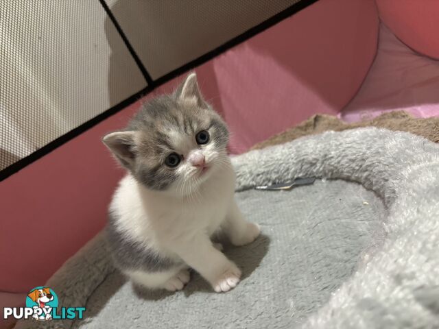 4 purebred British Shorthair kittens ready to go home