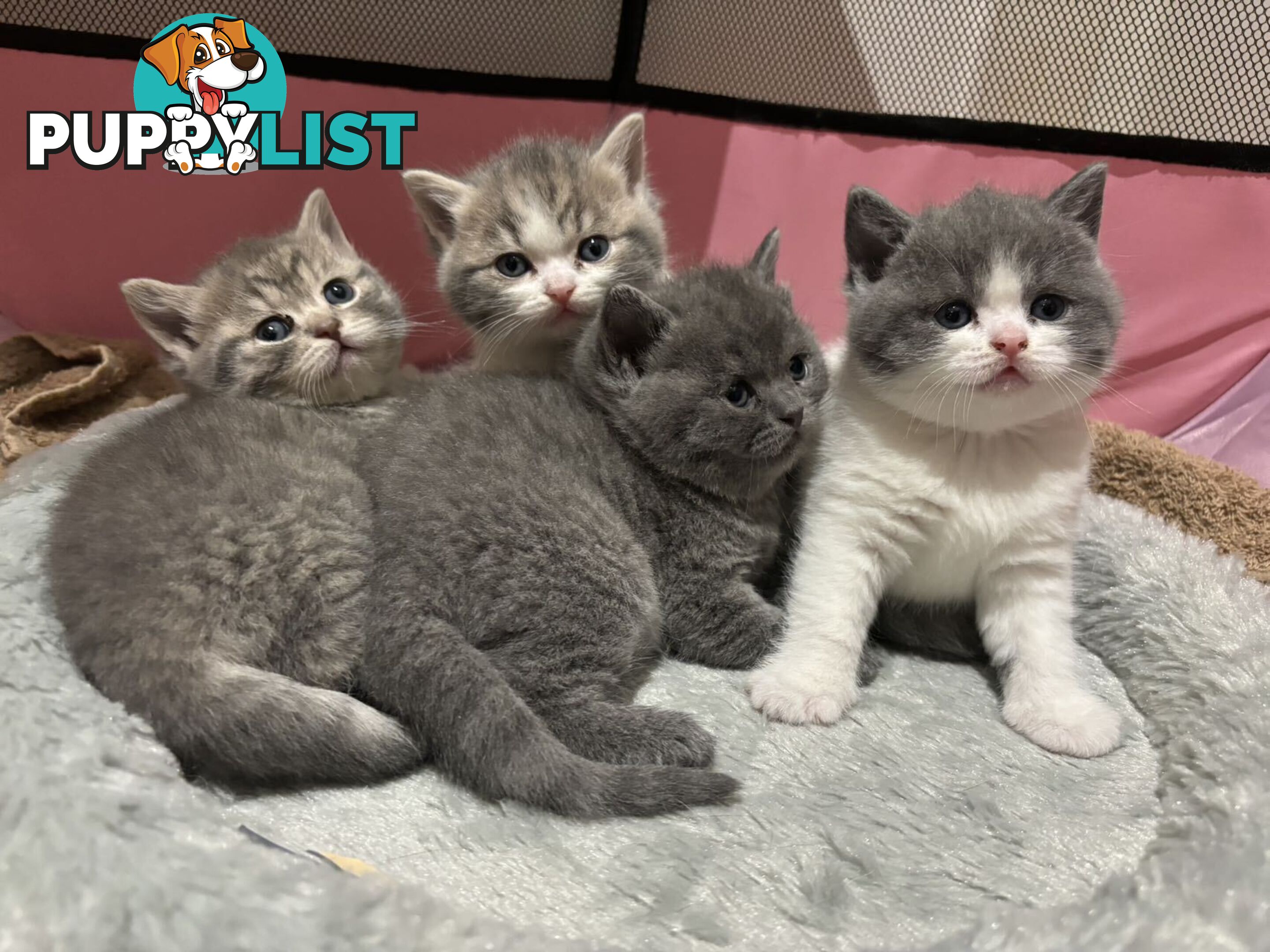 4 purebred British Shorthair kittens ready to go home