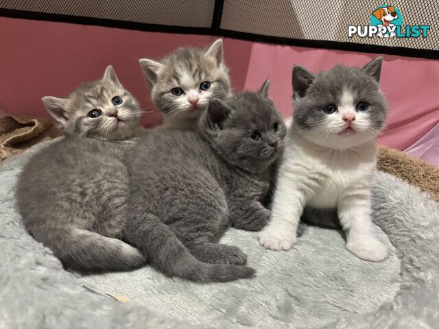 4 purebred British Shorthair kittens ready to go home