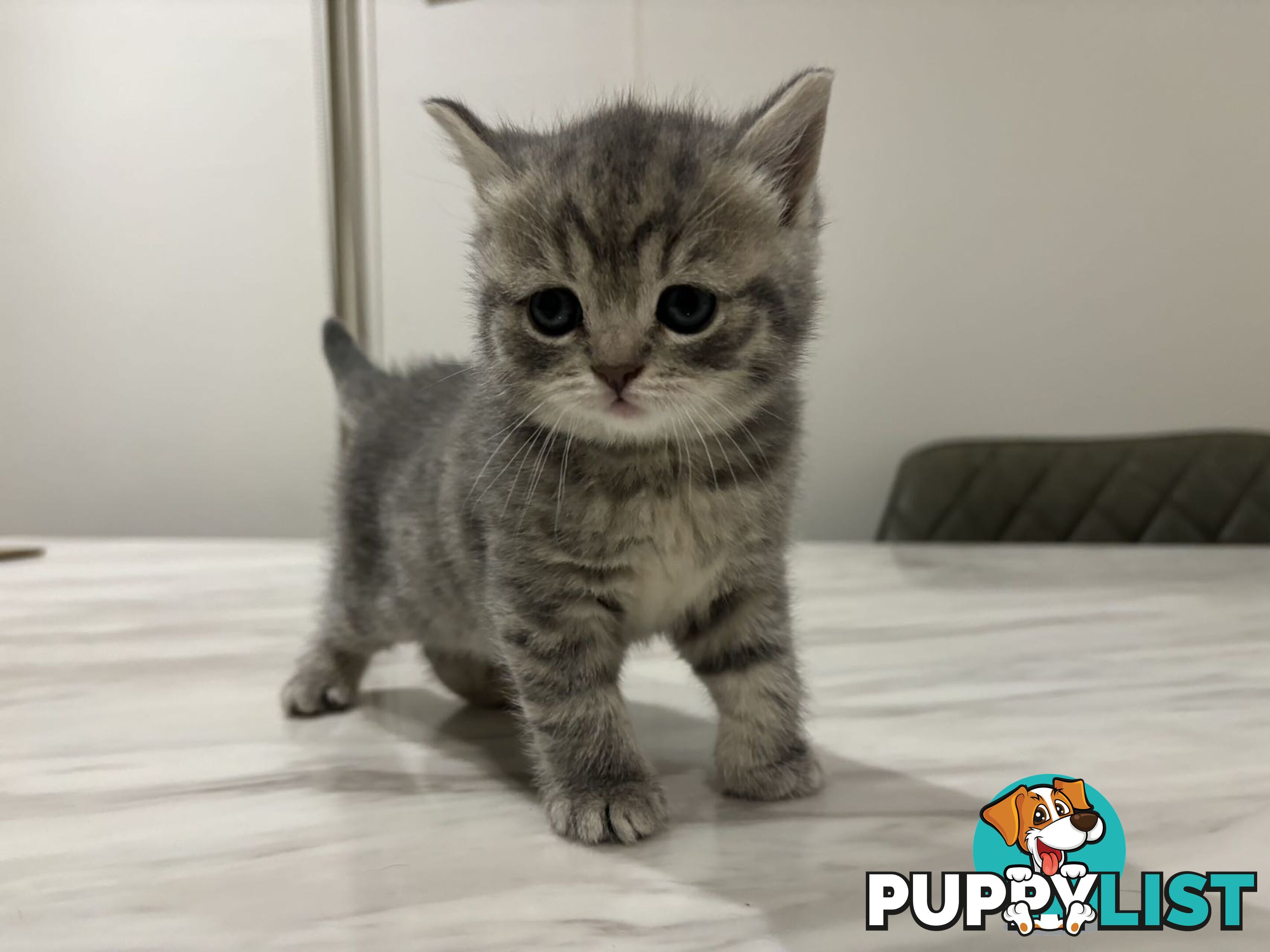 4 purebred British Shorthair kittens ready to go home