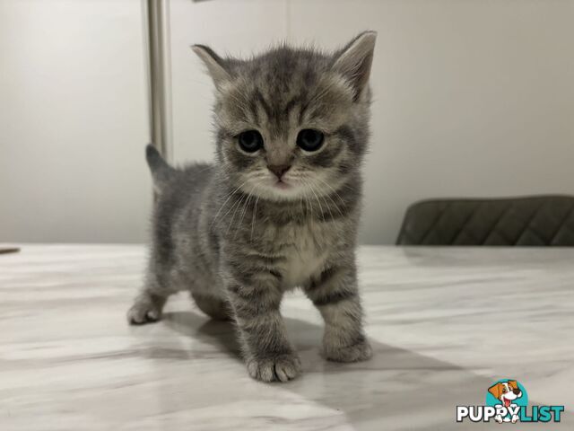 4 purebred British Shorthair kittens ready to go home