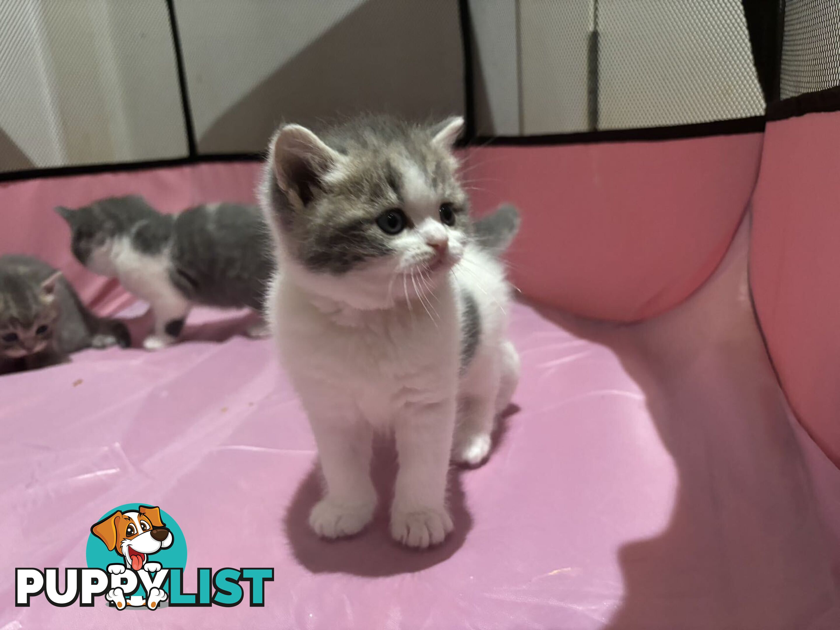 4 purebred British Shorthair kittens ready to go home