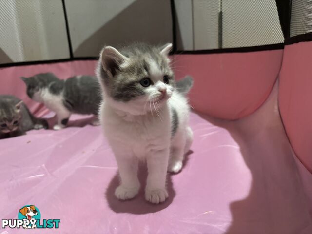 4 purebred British Shorthair kittens ready to go home