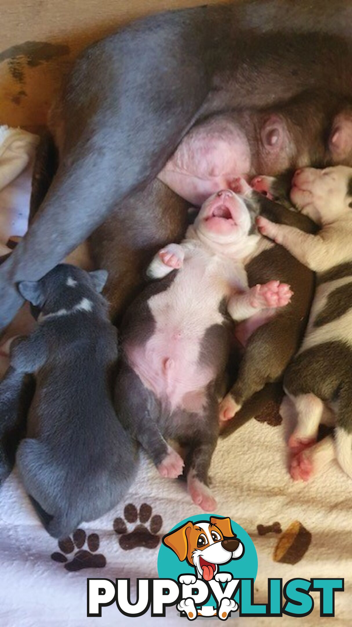 Purebred American staffys