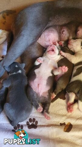 Purebred American staffys