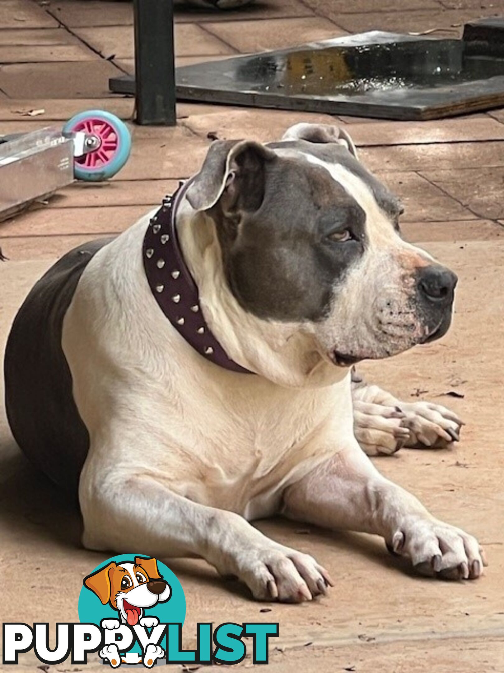 Purebred American staffys