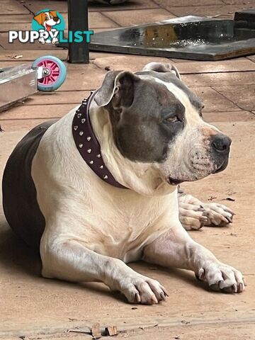Purebred American staffys