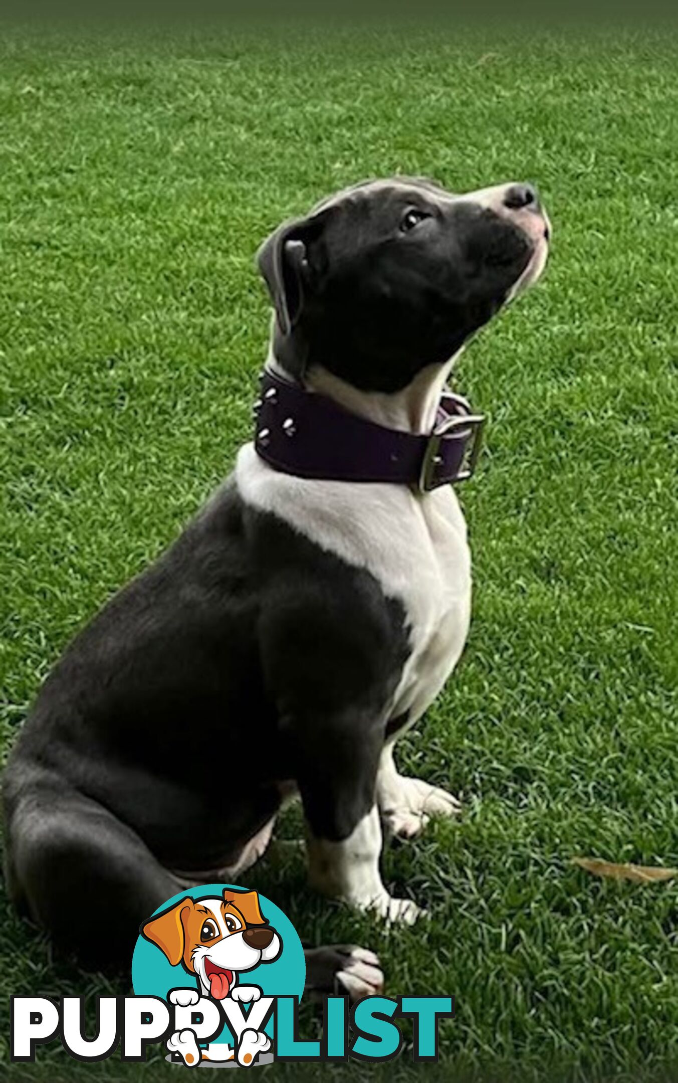 Purebred American staffys